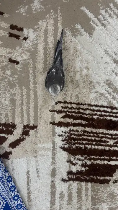 للبيع او البدل ذكر ببغاءكروان اليف هدد 9