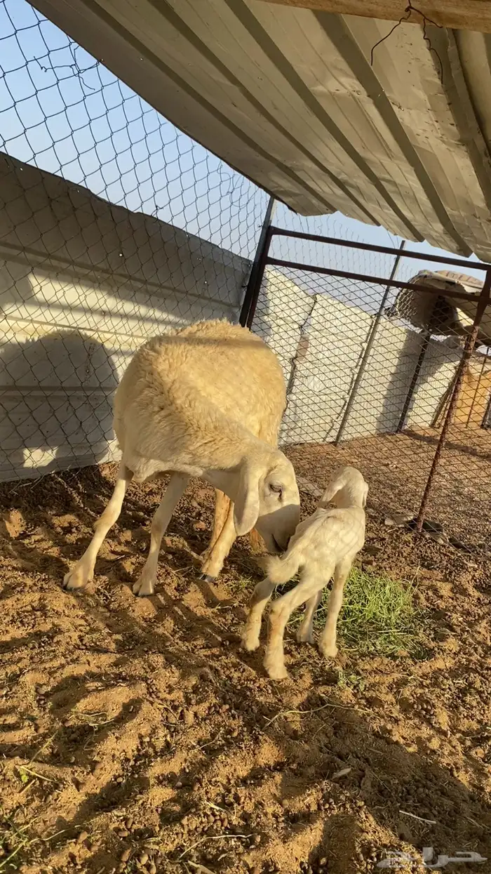 رخل صنف خلفه 2