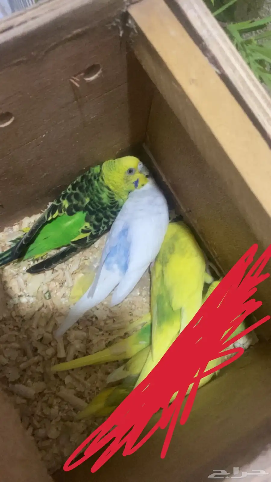 للبيع زوج بداجي مع عياله اثنين اذكر هوقو والانثى هولنديه 5