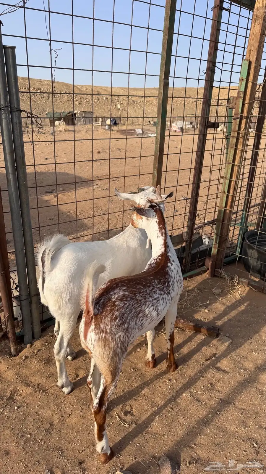 تيوس للبيع 4