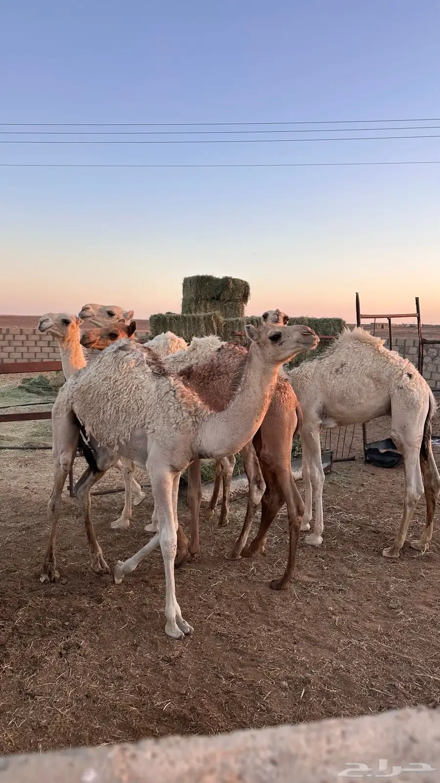 5 قعدان للبيع بريات 2