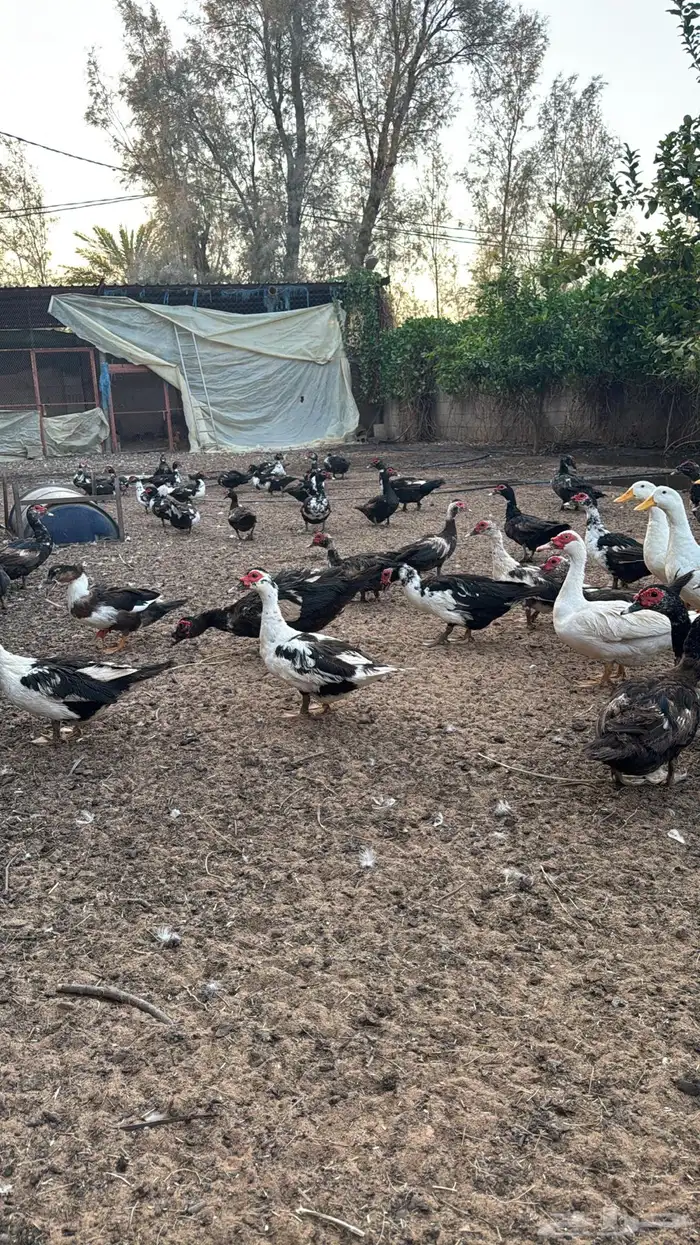 بط للبيع 5