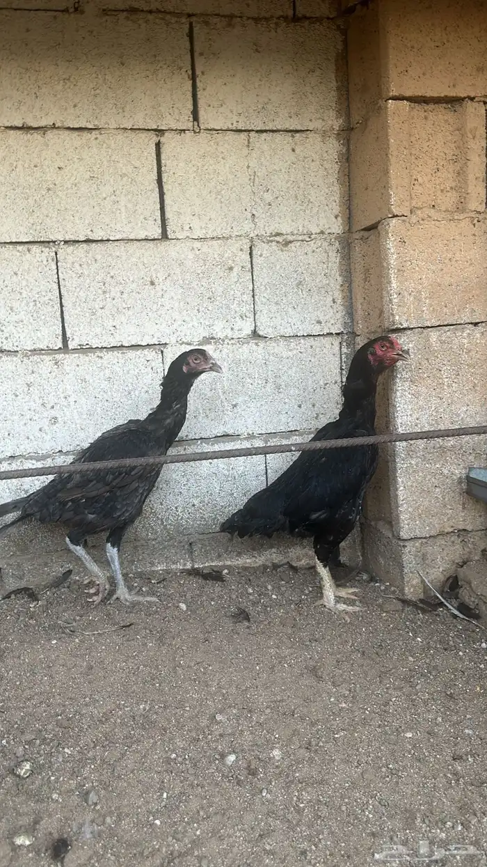 مكه المكرمه الحسنيه 4