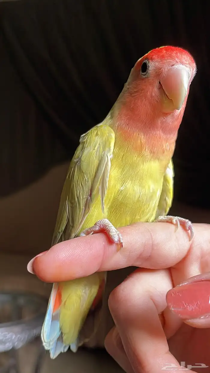 للبيع ببغاء روز الاليف 5