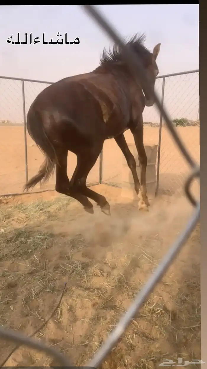 المهر حار جدا جدا 7