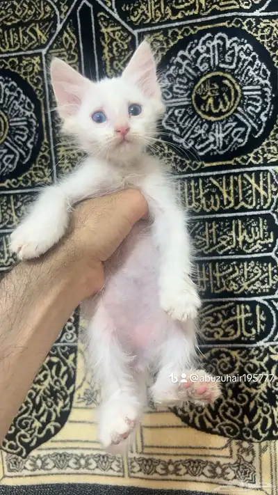 قطط أمريكي صغيرة العمر شهرين لعوبة ولطيفة يبغى الزين يلحق 7