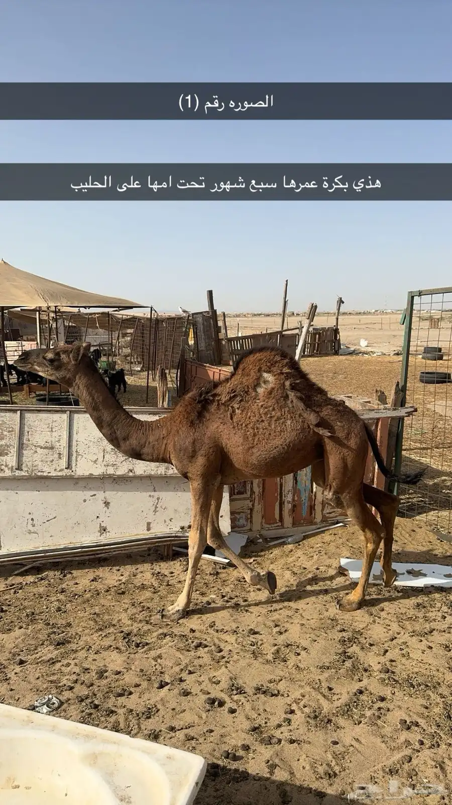 قعدان  وبكار العدد 10 0