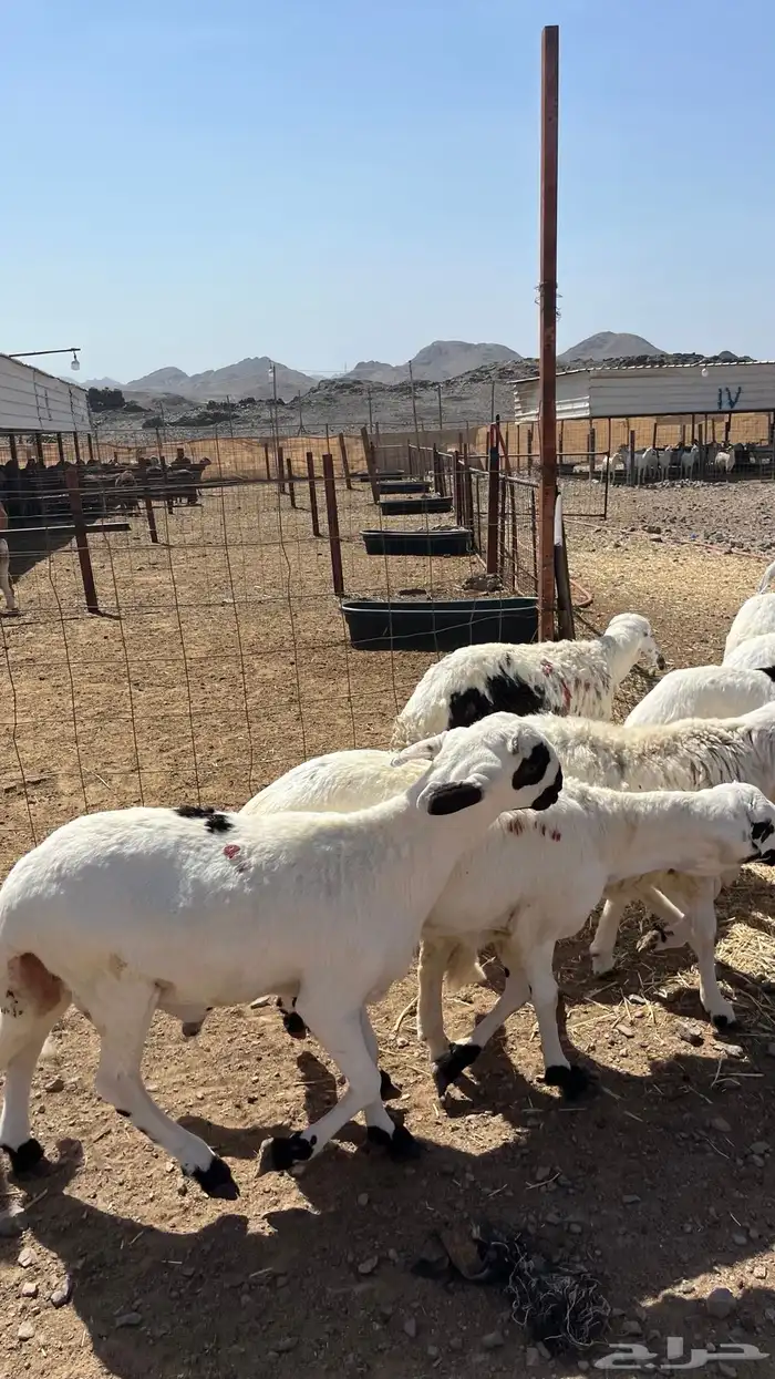 طليان سواكن دمازين شبيه الحري مرابى مناسبات زوجات ثلاجات 20