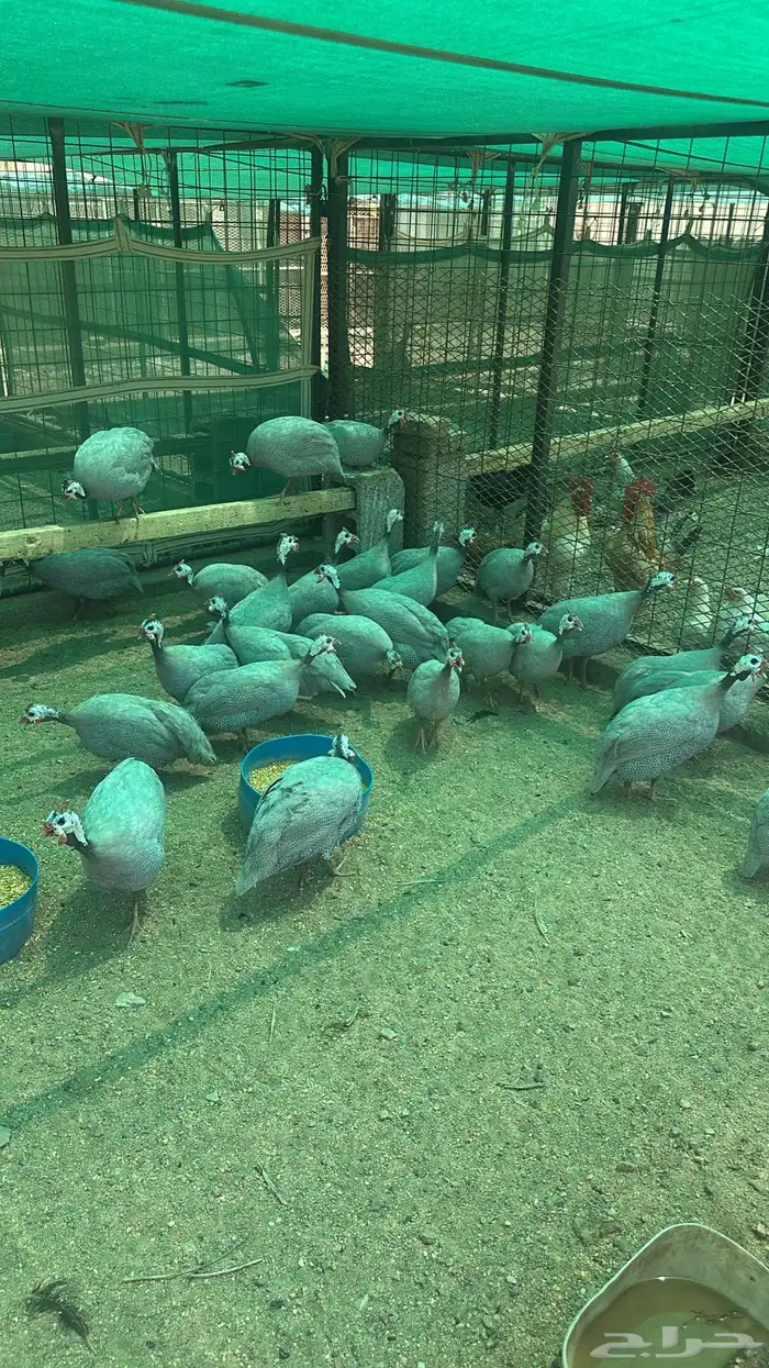 مكه المكرمه الحسنيه 2