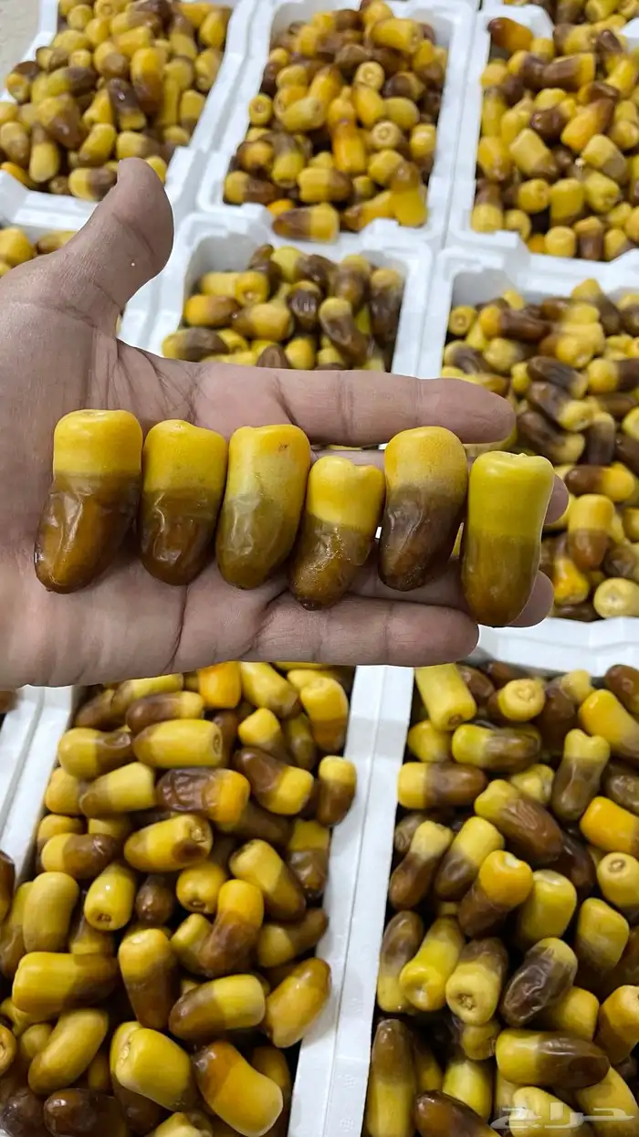رطب برني مناصيف 1