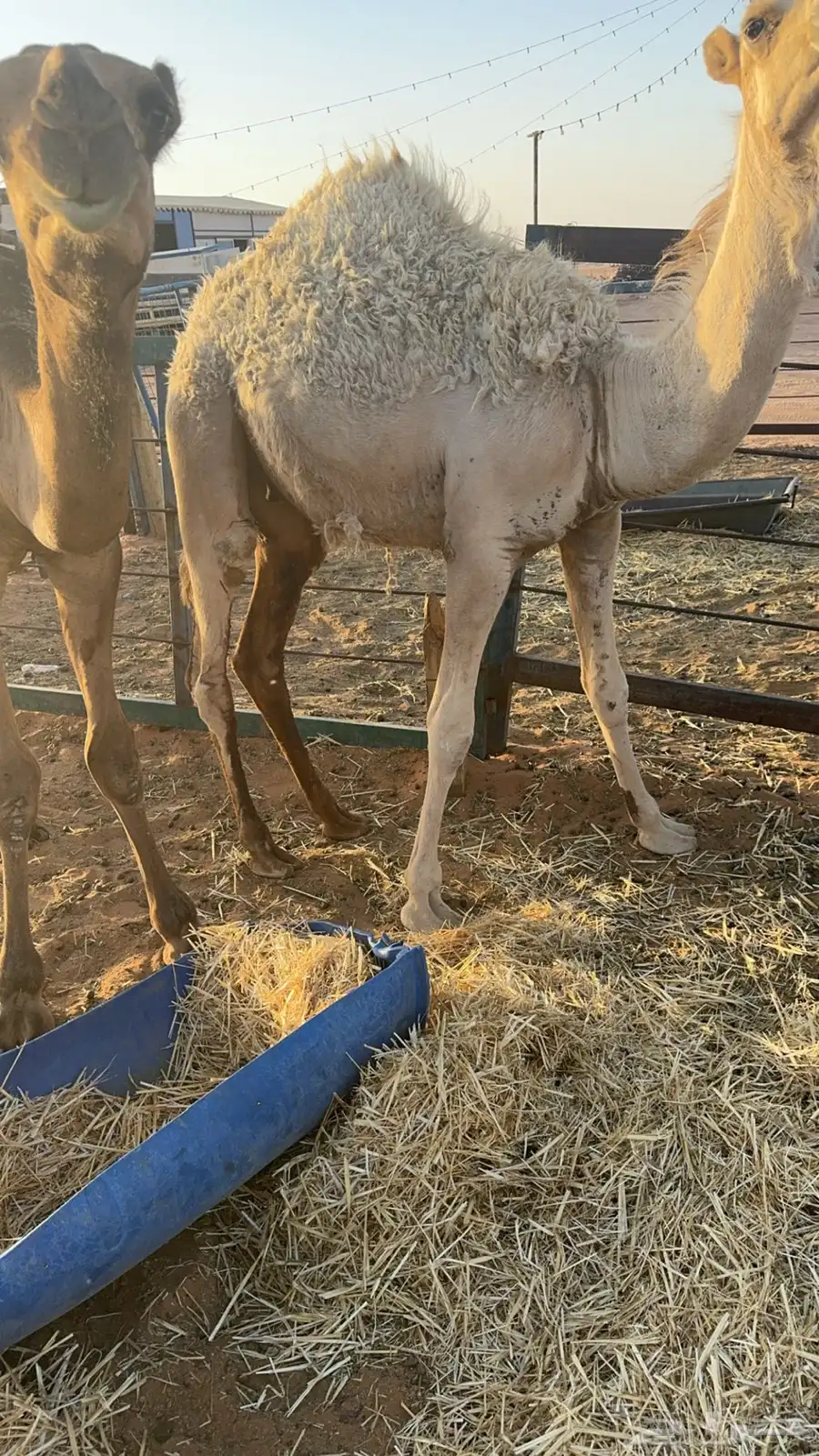 قعدان 2