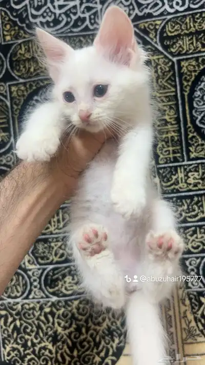 قطط أمريكي صغيرة العمر شهرين لعوبة ولطيفة يبغى الزين يلحق 5