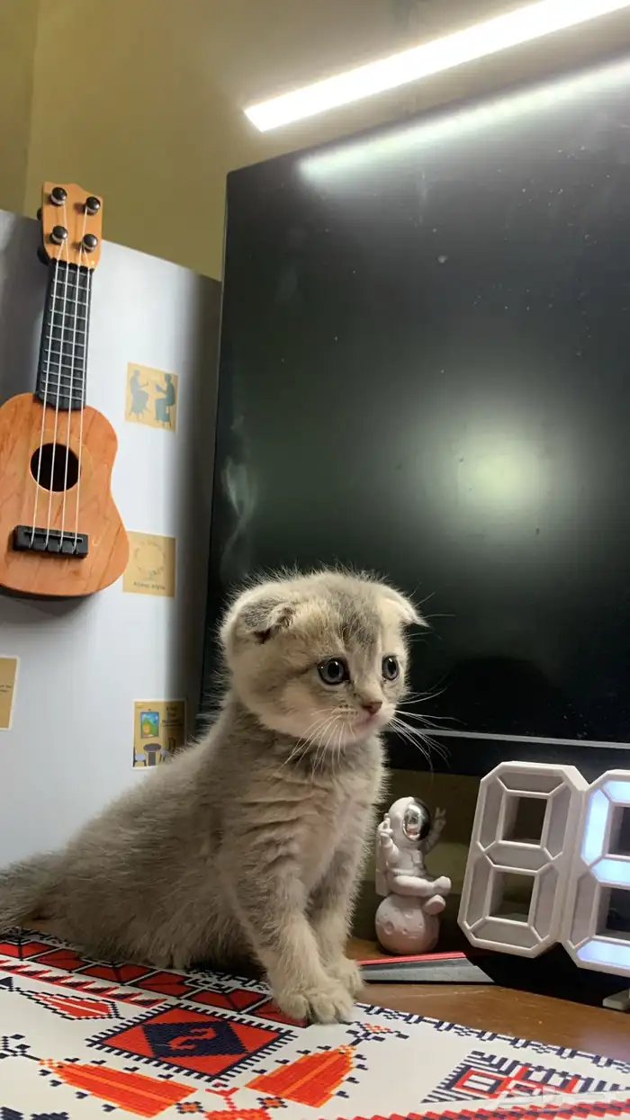 كيتن للبيع 5