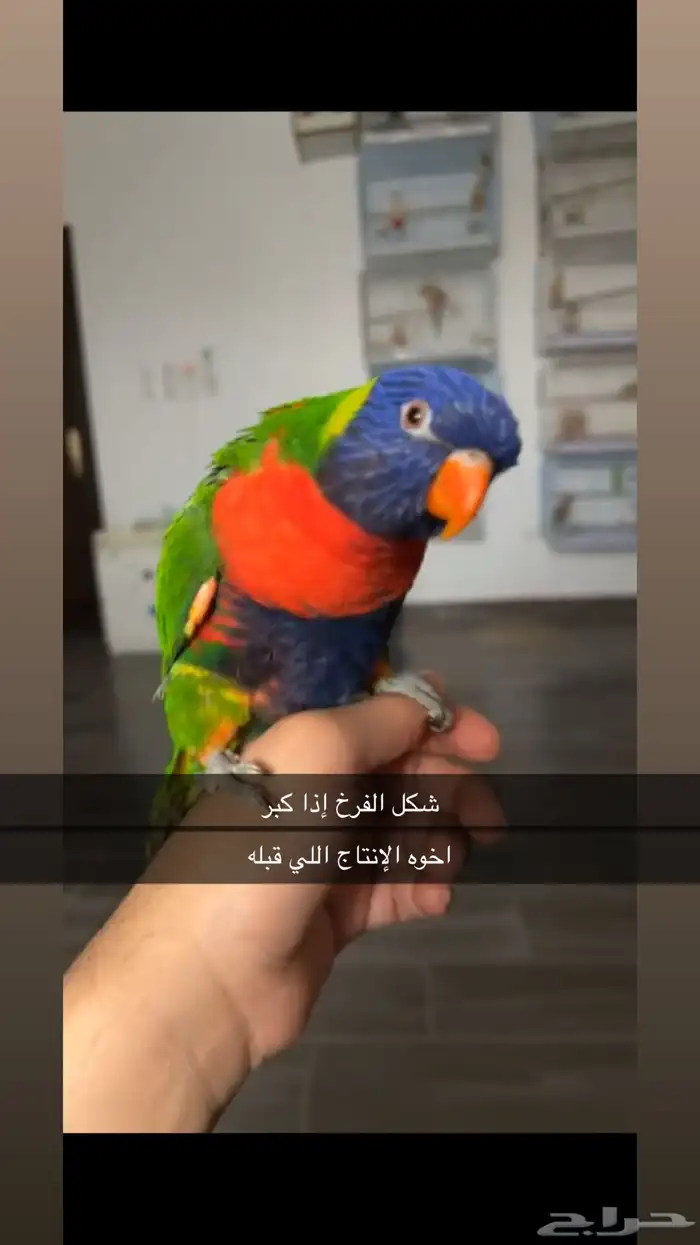 فرخ لوري ( تم البيع ) 4