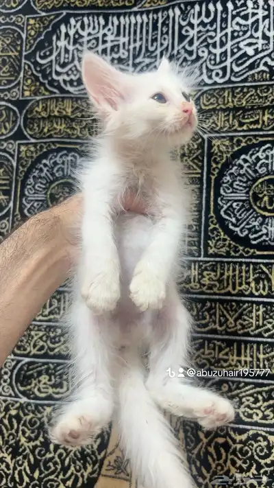 قطط أمريكي صغيرة العمر شهرين لعوبة ولطيفة يبغى الزين يلحق 3