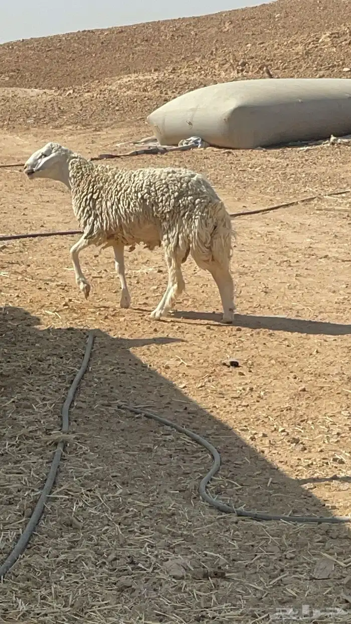 فحل حري مشروووط مشروووط 6