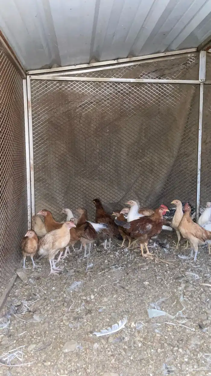 فروخ صغار بعمر 3 شهور إلى 4شهور 0