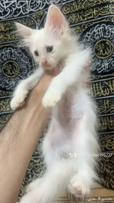 قطط أمريكي صغيرة العمر شهرين لعوبة ولطيفة يبغى الزين يلحق 8