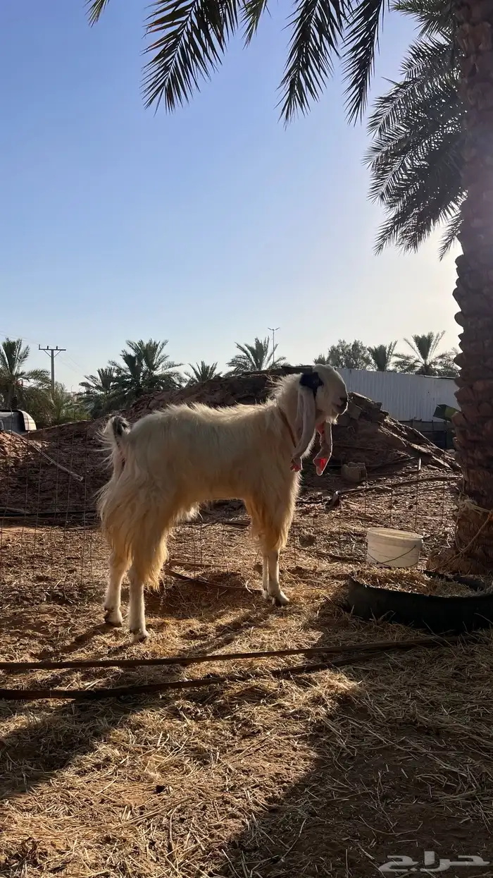 تيس 2