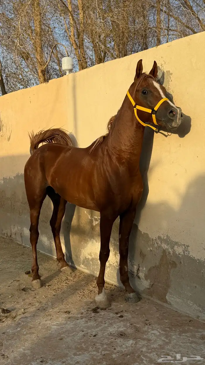 خيل عربي 1