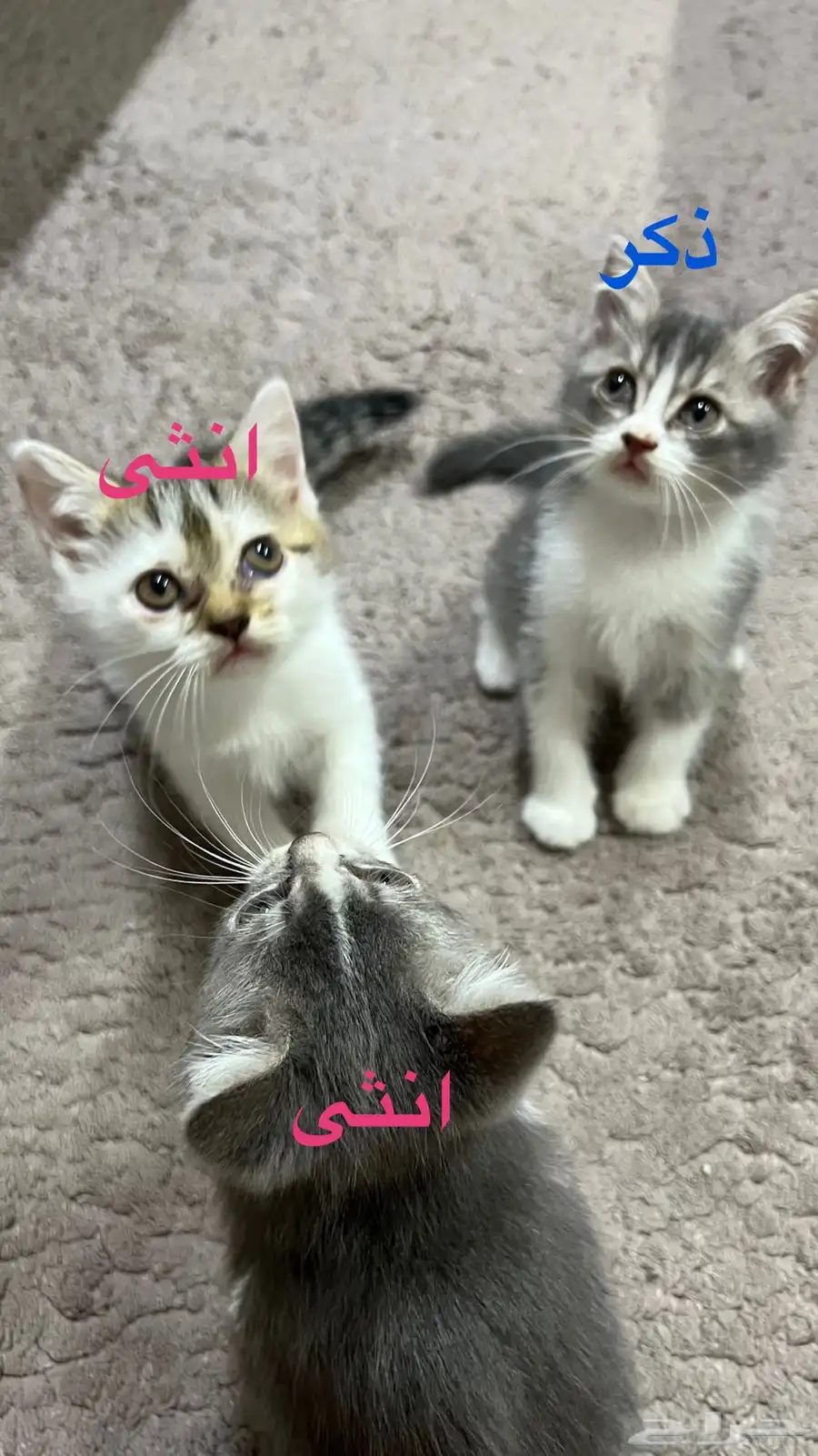 قطط للبيع 0