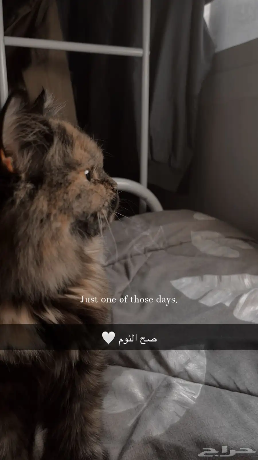 قط للتبني 0