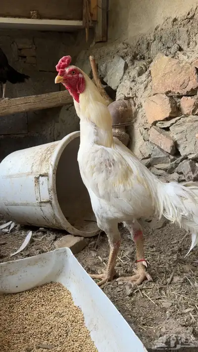 دجاج باكستاني فواخر للبيع 2