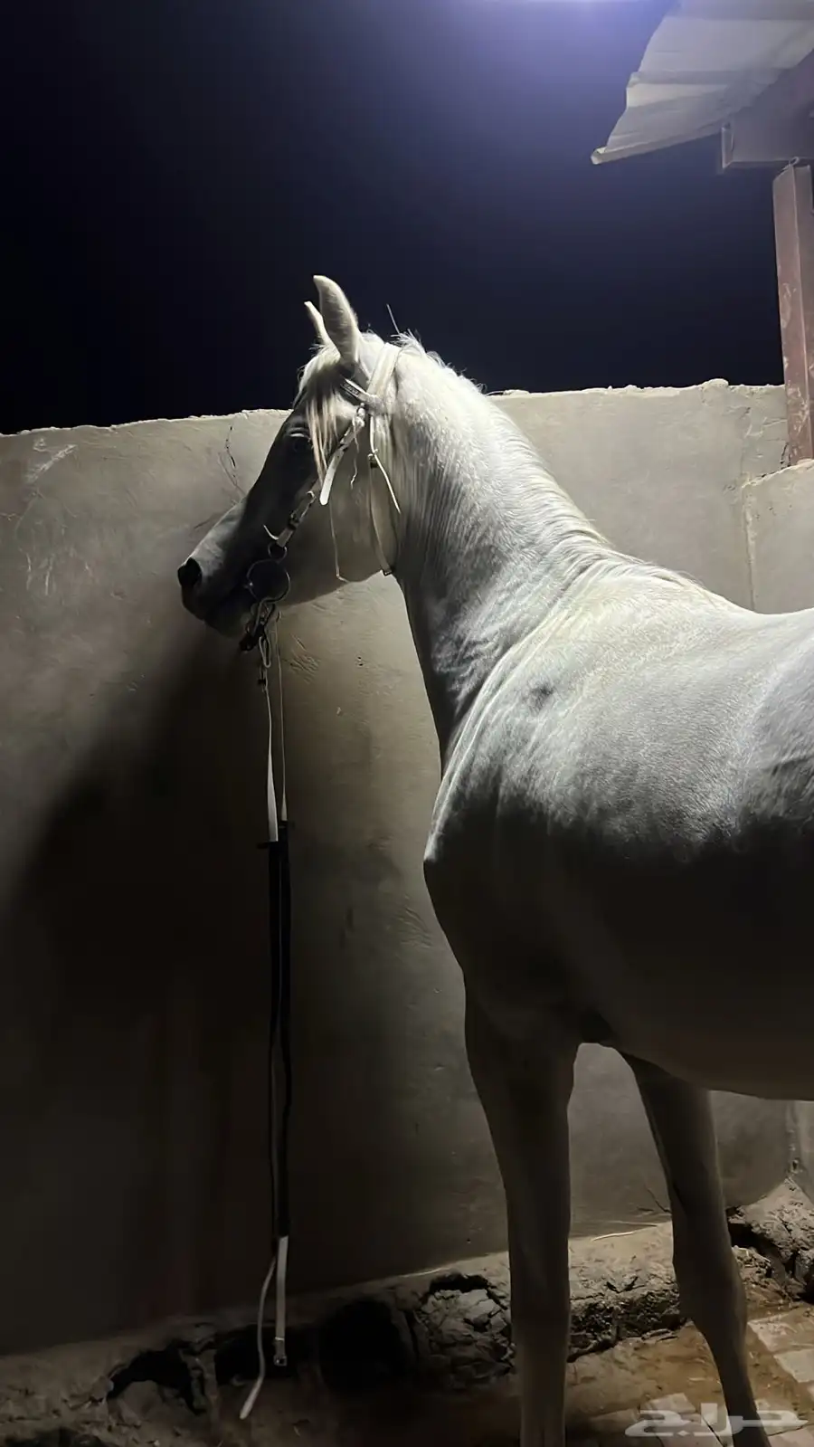 مهر مصري بيور للبيع 0
