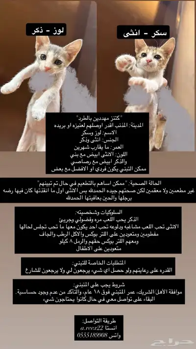 قطط صغير للتبني عمرهم شهرين 0