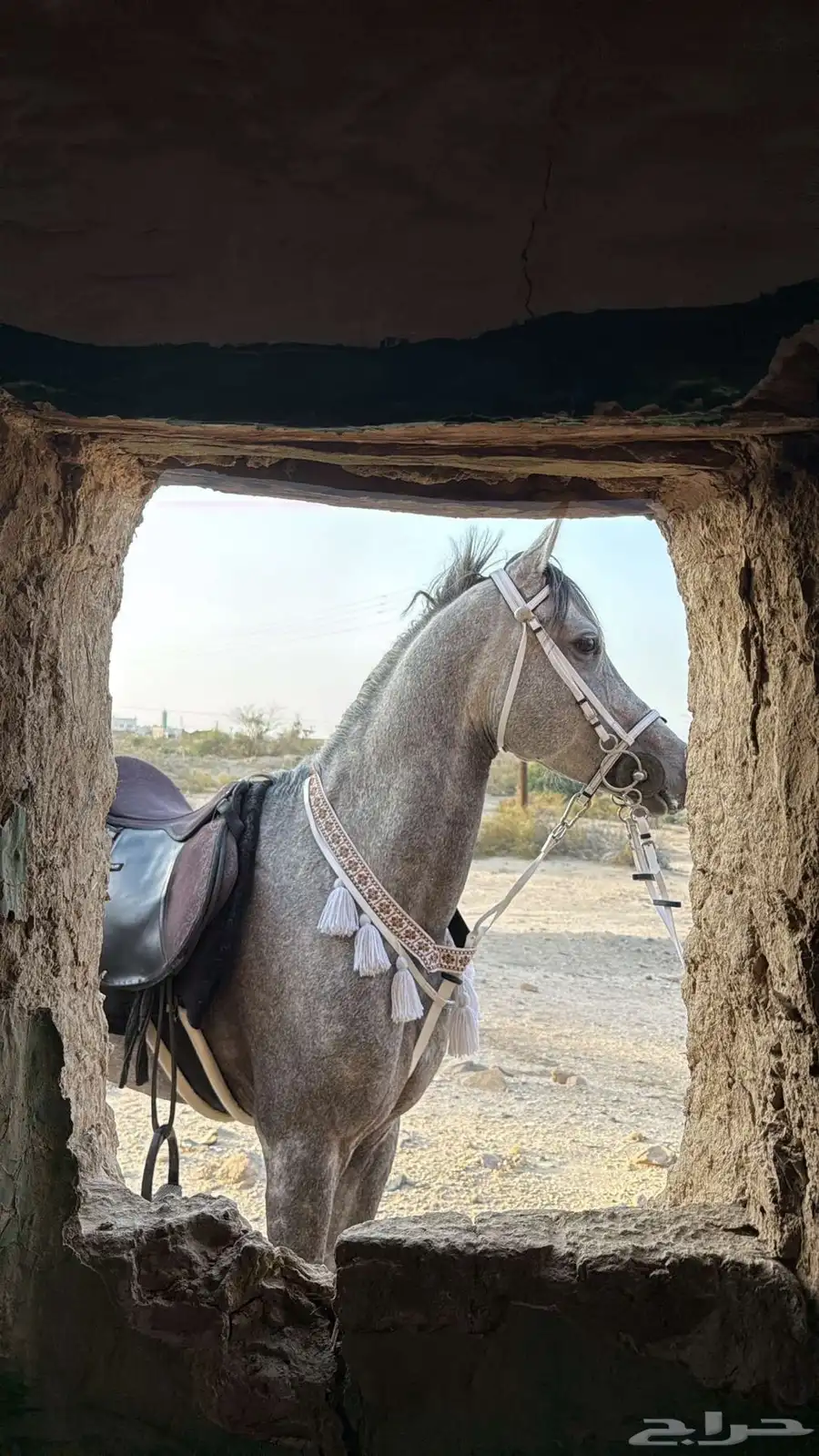 حصان شعبي فحل 1
