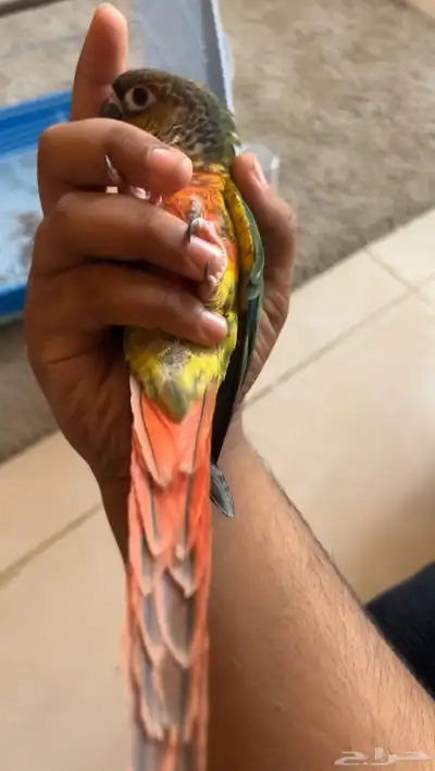 ببغاء كنيور يلوسايد هدد ومتكلم 2