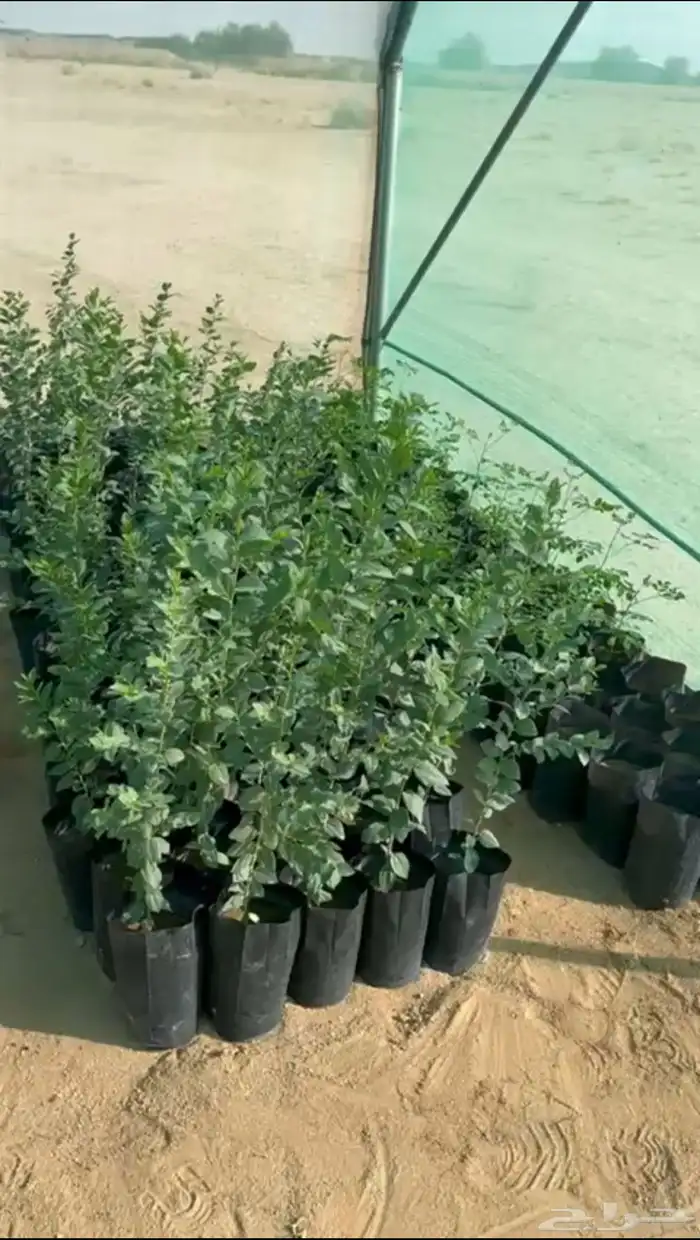 للبيع بالجمله شتلات مورينغا وسدر وشتلات منوعه 0