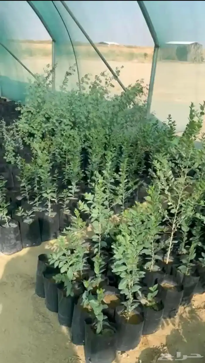 للبيع بالجمله شتلات مورينغا وسدر وشتلات منوعه 2