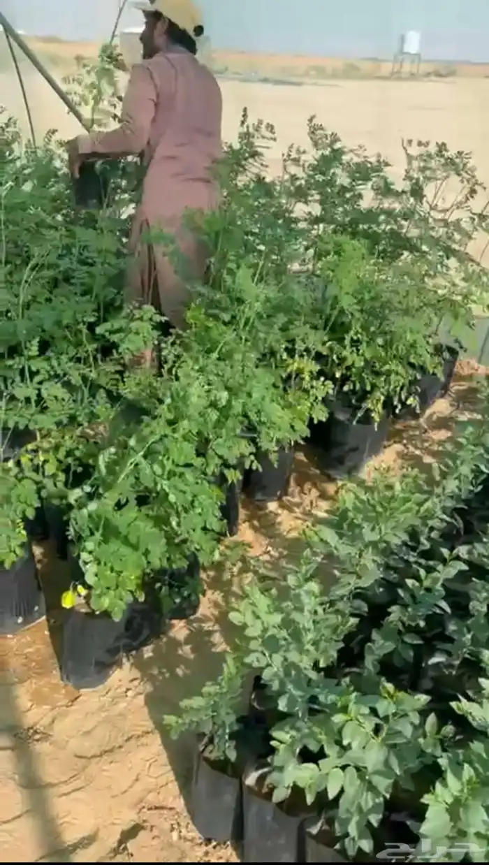 للبيع بالجمله شتلات مورينغا وسدر وشتلات منوعه 3