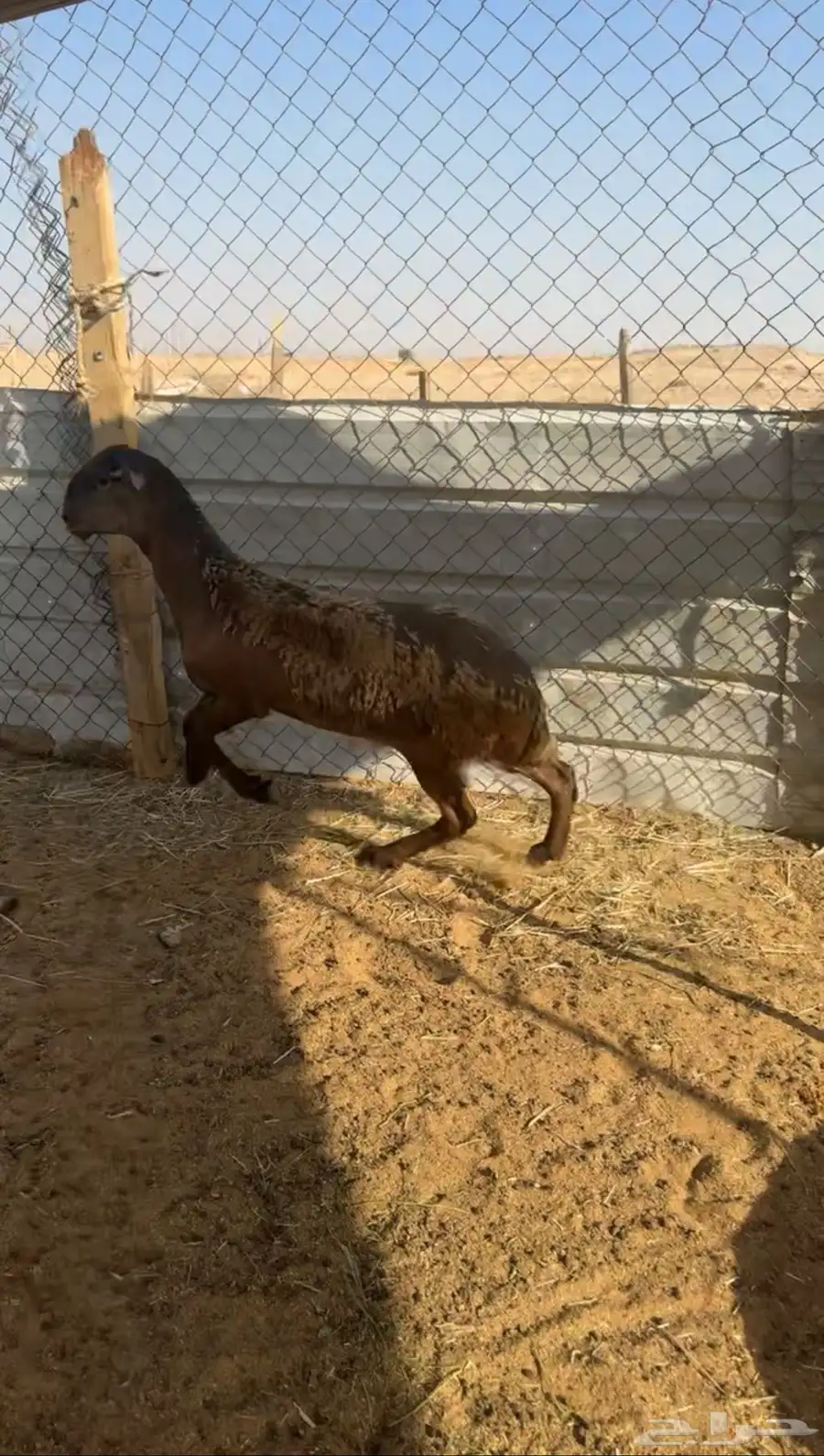 سواكني فل 1