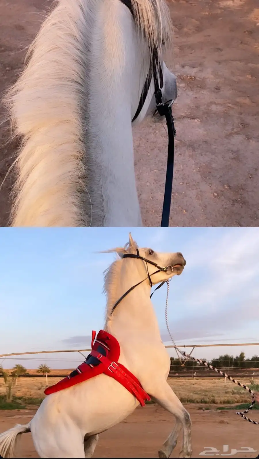 خيل واهو للبيع ع السوم حاده ب10ألاف السم سلطان 0