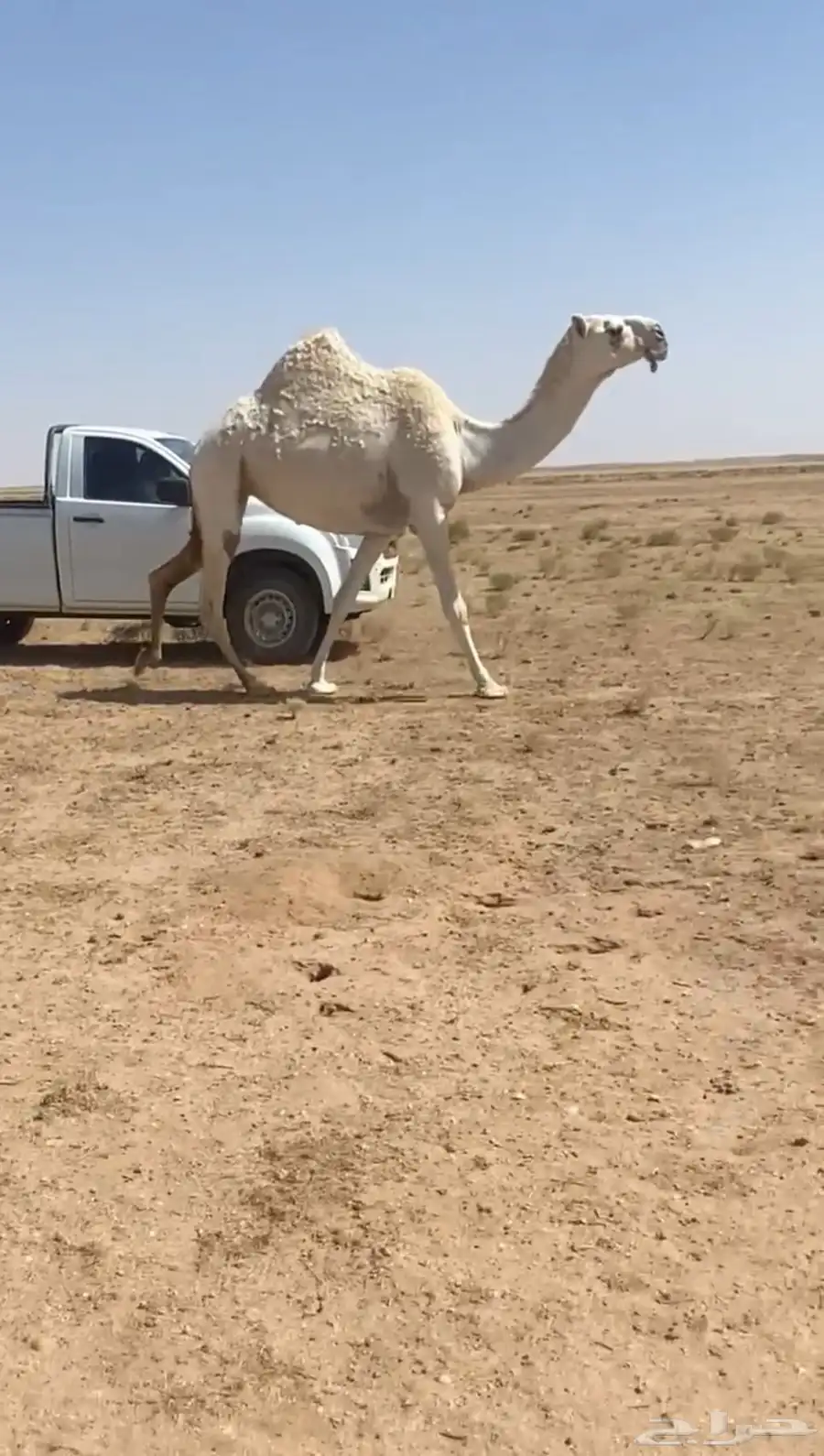 للبيع بكره ثنيه لحقه 0