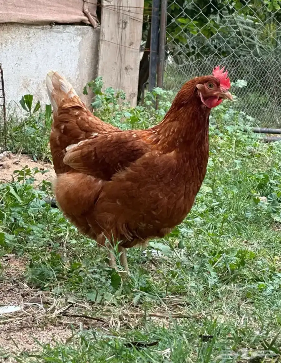 بيض لوهمان براون 1
