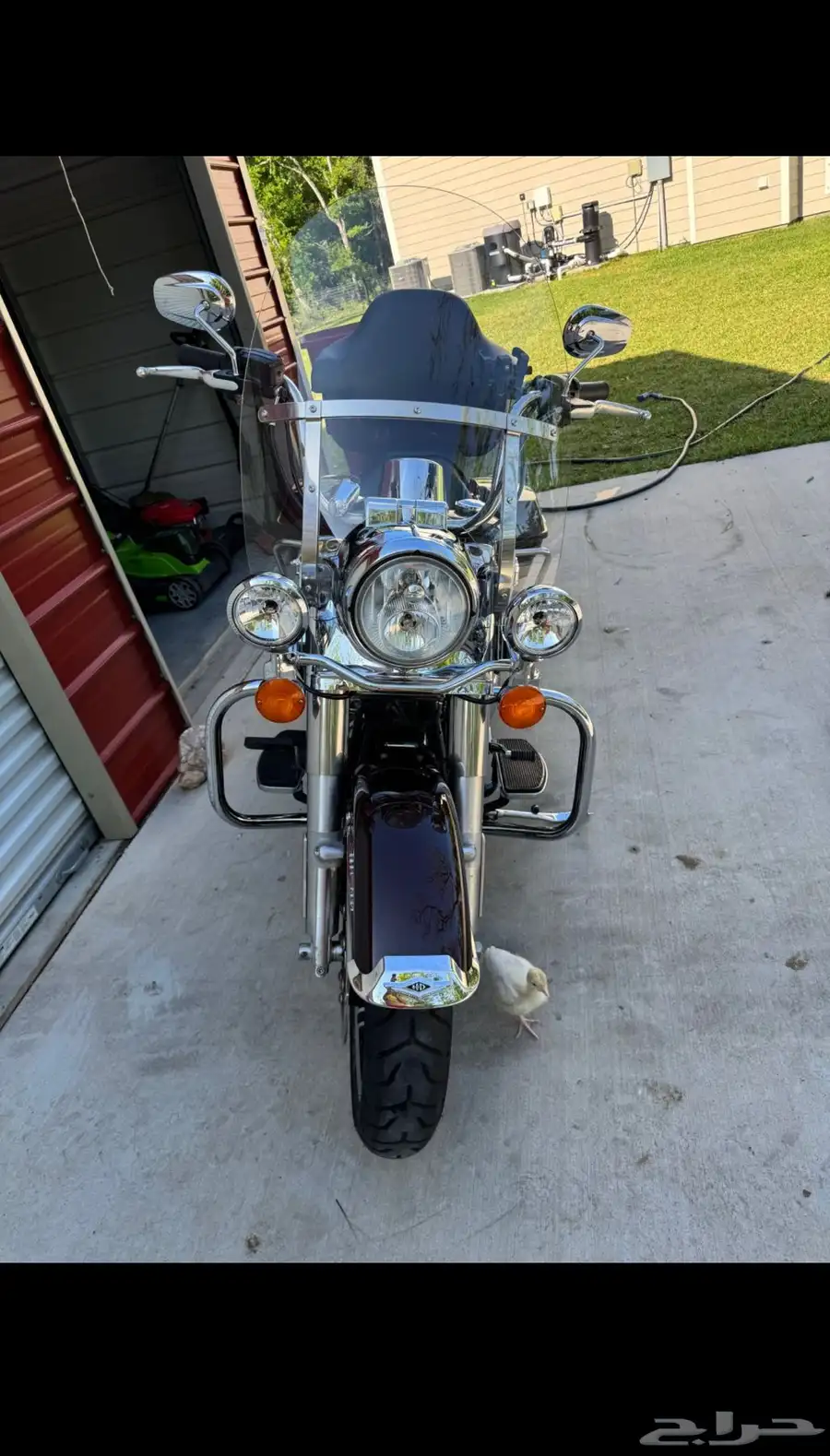 هارلي رود كنج Harley Road King 2021 3