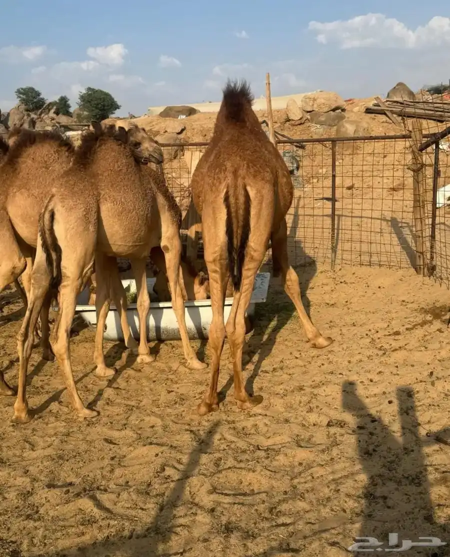 قعدان فل شحم برسيم شعير 2