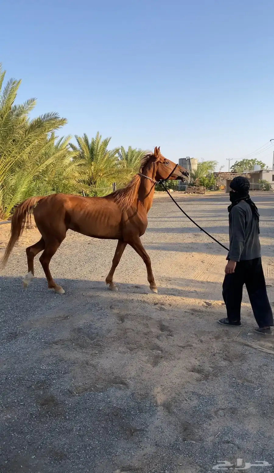 للبيع فرس شعبيه خط سرعة 2
