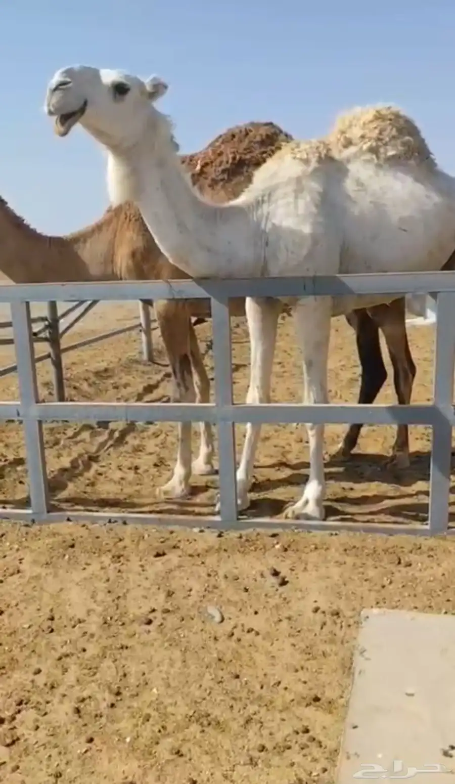 للبيع بكره وضحى 0