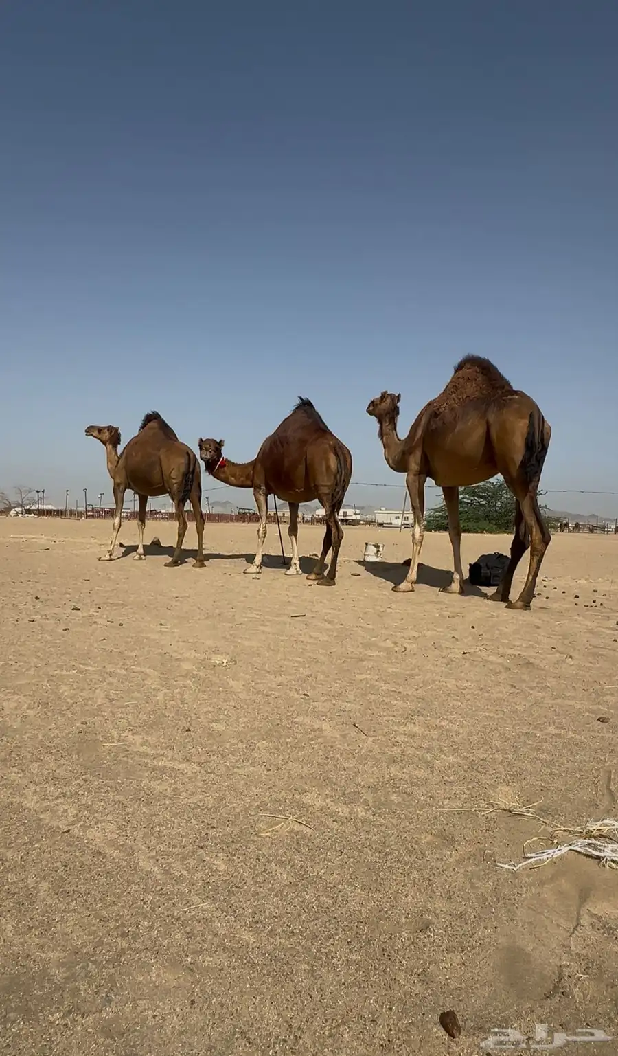 ابل سواحل حمر لقحات 4