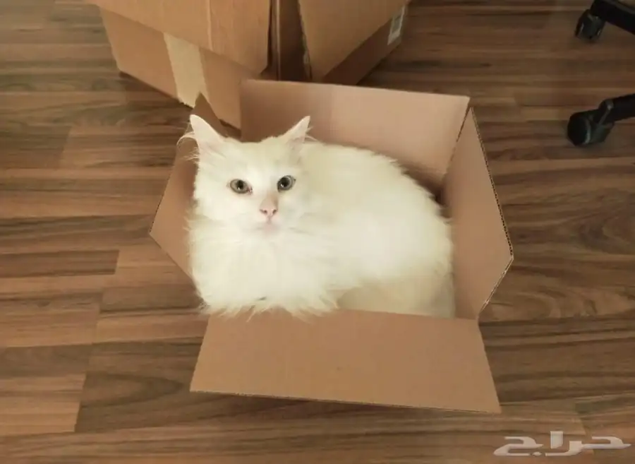 Female Shirazi Cat - 2 Years Old 0