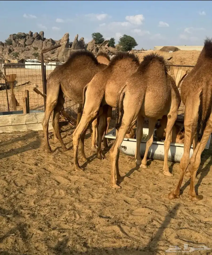 قعدان فل شحم برسيم شعير 1