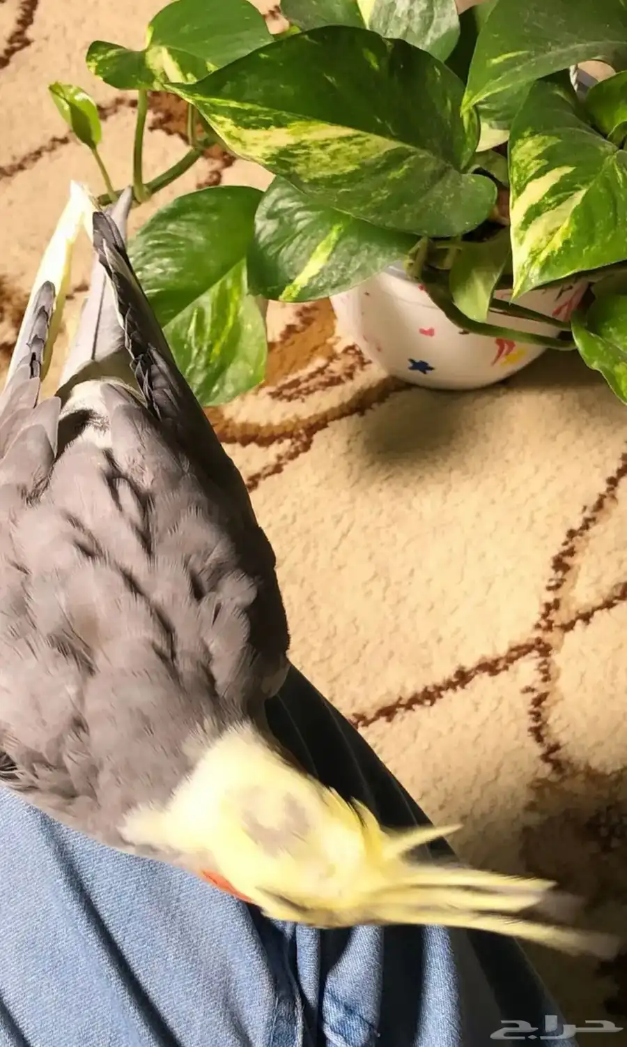 زوج طيور للبيع 1