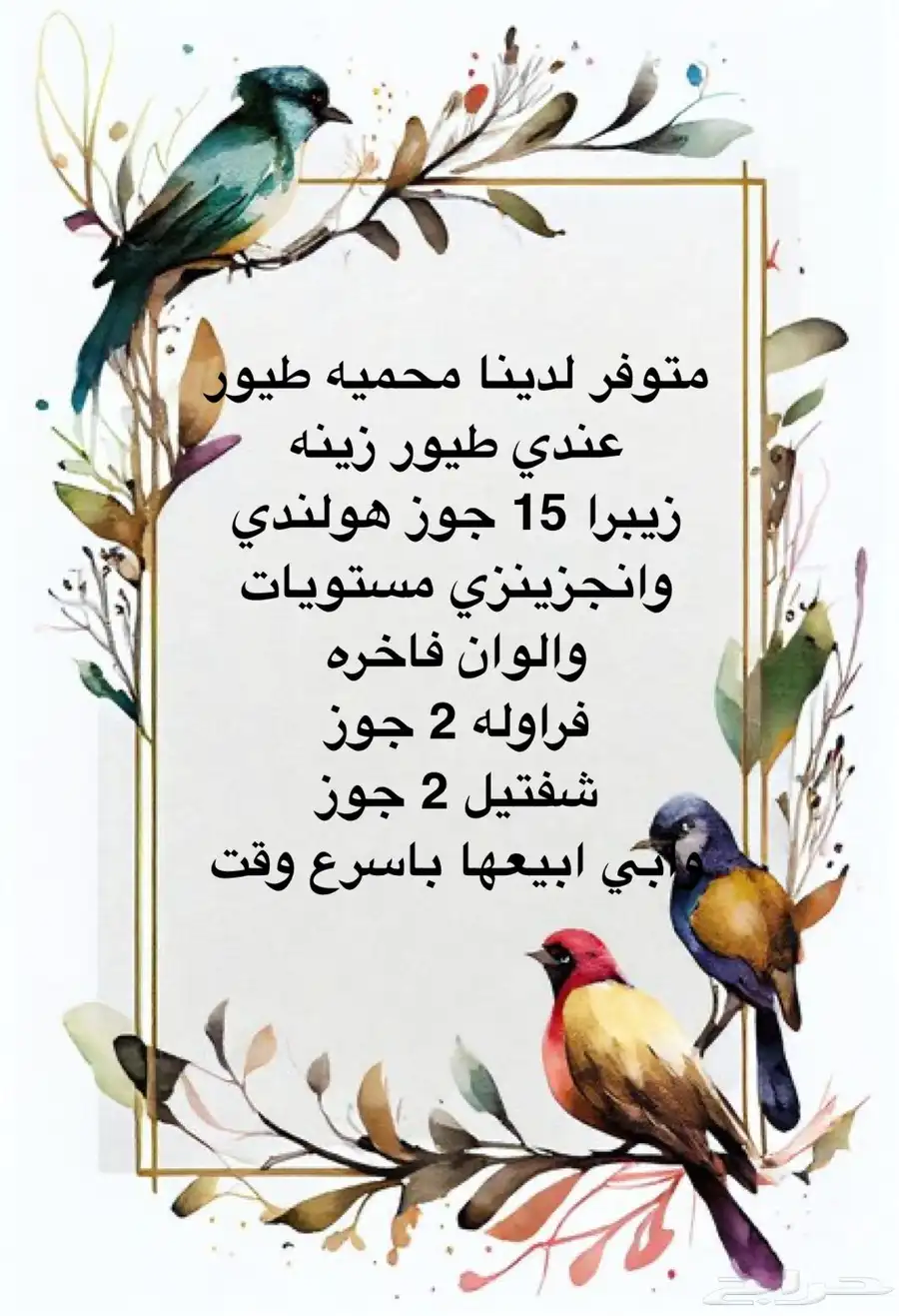 طيور فراوله طيور شفتل وطيور زيبراء 0