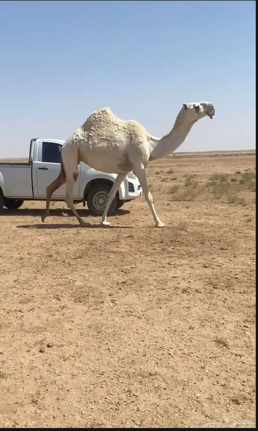 بكره ثنيه لقحه 0