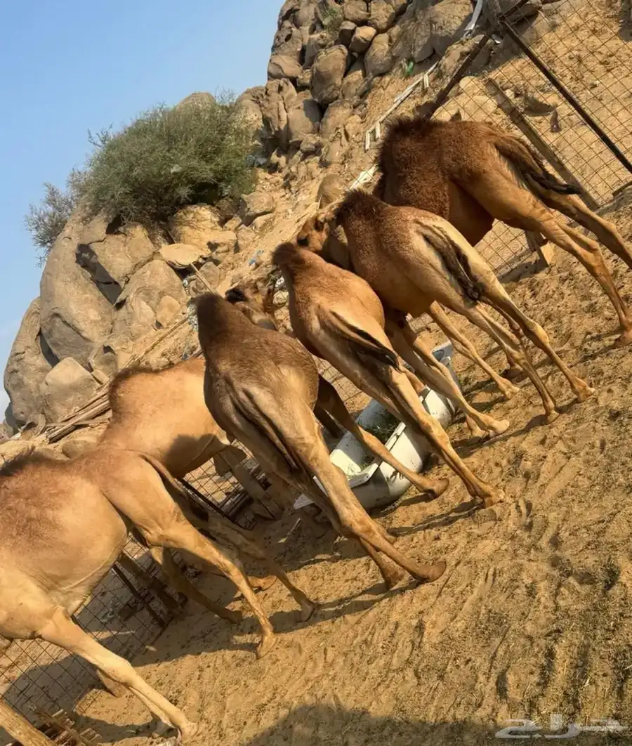 قعدان فل شحم برسيم شعير 3