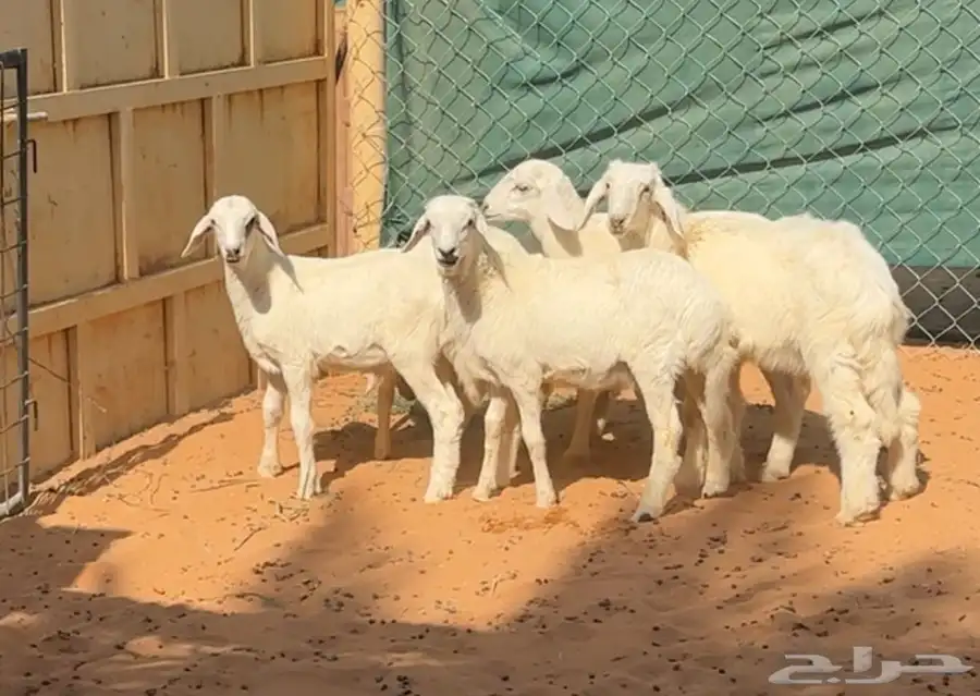 بهم هرافى حريات للبيع 7